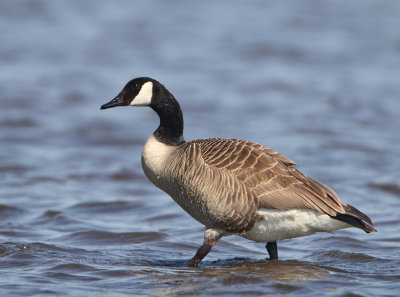 Canada Goose - Branta canadensis (Grote Canadese Gans)