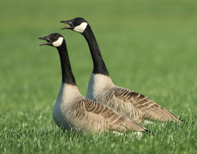 Canada Goose - Branta canadensis (Grote Canadese Gans)