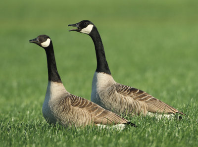 Canada Goose - Branta canadensis (Grote Canadese Gans)