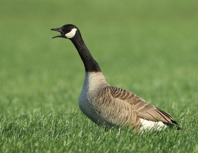 Canada Goose - Branta canadensis (Grote Canadese Gans)
