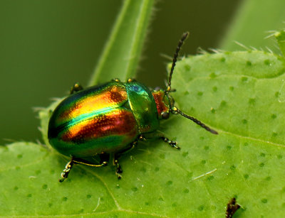 Chrysomelidae