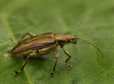 Donacia-spec