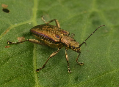 Donacia-spec