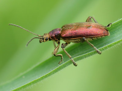 Donacia-spec