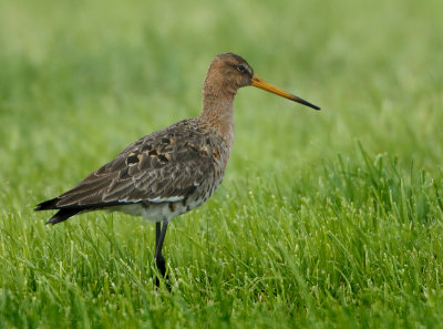 Black-tailed Godwit - Limosa limosa (Grutto)