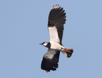 Northern Lapwing -Vanellus vanellus (Kievit)