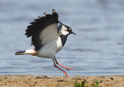 Northern Lapwing -Vanellus vanellus (Kievit)