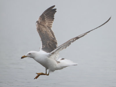 Lesser Black-backed Gull - Larus fuscus (Kleine Mantelmeeuw)