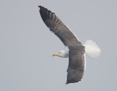 Lesser Black-backed Gull - Larus fuscus (Kleine Mantelmeeuw)