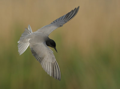 Black Tern - Chlidonias niger (Zwarte Stern)