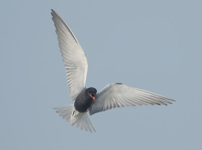 Black Tern - Chlidonias niger (Zwarte Stern)