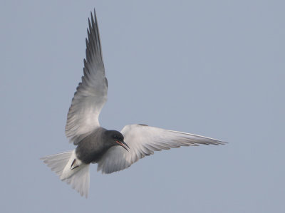 Black Tern - Chlidonias niger (Zwarte Stern)
