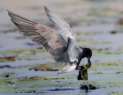 Black Tern - Chlidonias niger (Zwarte Stern)