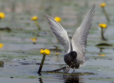 Black Tern - Chlidonias niger (Zwarte Stern)