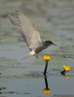 Black Tern - Chlidonias niger (Zwarte Stern)