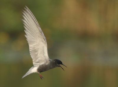 Black Tern - Chlidonias niger (Zwarte Stern)