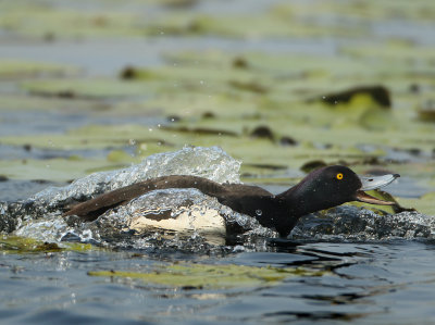 Tufted Duck - Aythya fuligula (Kuifeend)
