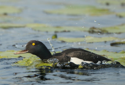 Tufted Duck - Aythya fuligula (Kuifeend)