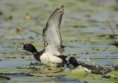 Tufted Duck - Aythya fuligula (Kuifeend)