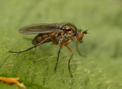 Dolichopus popularis (Wiedemann, 1817)