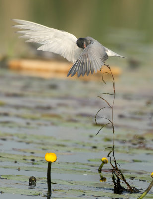 Black Tern - Chlidonias niger (Zwarte Stern)
