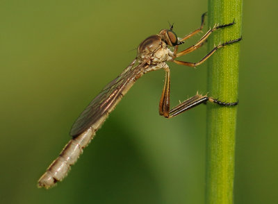 Leptogaster cylindrica (De Geer , 1776)