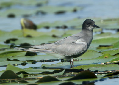 Black Tern - Chlidonias niger (Zwarte Stern)