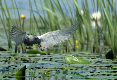 Black Tern - Chlidonias niger (Zwarte Stern)