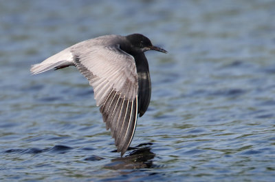 Black Tern - Chlidonias niger (Zwarte Stern)