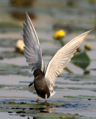 Black Tern - Chlidonias niger (Zwarte Stern)