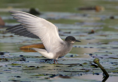 Black Tern - Chlidonias niger (Zwarte Stern)