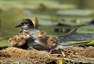 Black Tern - Chlidonias niger (Zwarte Stern)