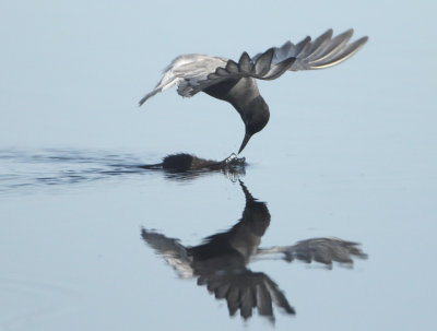 Black Tern - Chlidonias niger (Zwarte Stern)