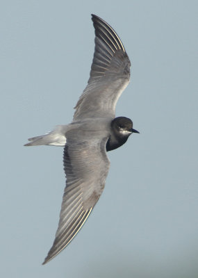 Black Tern - Chlidonias niger (Zwarte Stern)