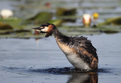 Great Crested Grebe - Podiceps cristatus