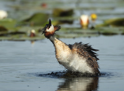 Great Crested Grebe - Podiceps cristatus