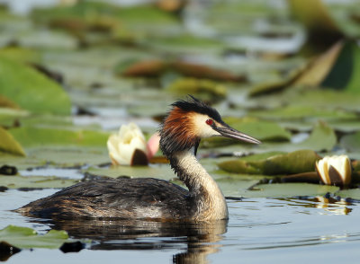 Great Crested Grebe - Podiceps cristatus