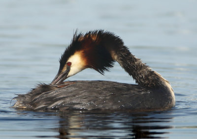 Great Crested Grebe - Podiceps cristatus