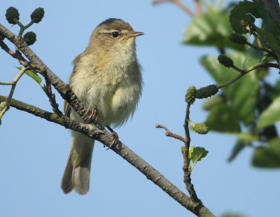 Northern Chiffchaff - Phylloscopus collybita (Tjiftjaf)