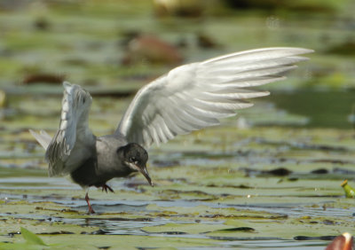 Black Tern - Chlidonias niger (Zwarte Stern)