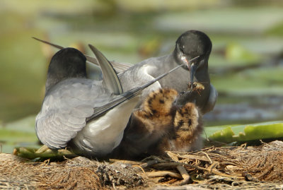 Black Tern - Chlidonias niger (Zwarte Stern)