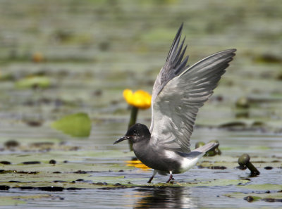 Black Tern - Chlidonias niger (Zwarte Stern)