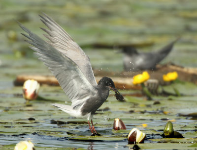 Black Tern - Chlidonias niger (Zwarte Stern)