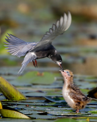 Black Tern - Chlidonias niger (Zwarte Stern)