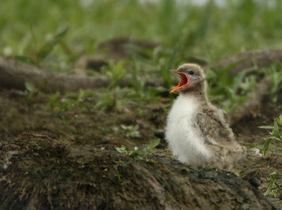 Common Tern - Sterna hirundo (Visdief)