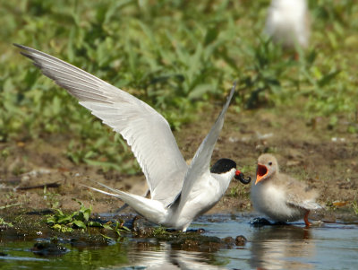 Common Tern - Sterna hirundo (Visdief)
