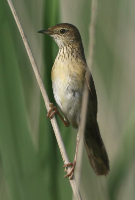 Common Grasshopper Warbler - Locustella nivea (Sprinkhaanzanger)