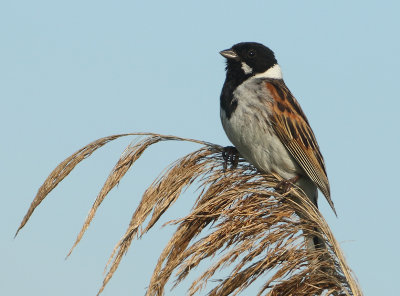 Reed Bunting - Emberiza schoeniclus (Rietgors)