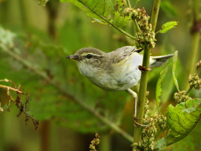 Northern Chiffchaff - Phylloscopus collybita (Tjiftjaf)