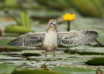 Black Tern - Chlidonias niger (Zwarte Stern)